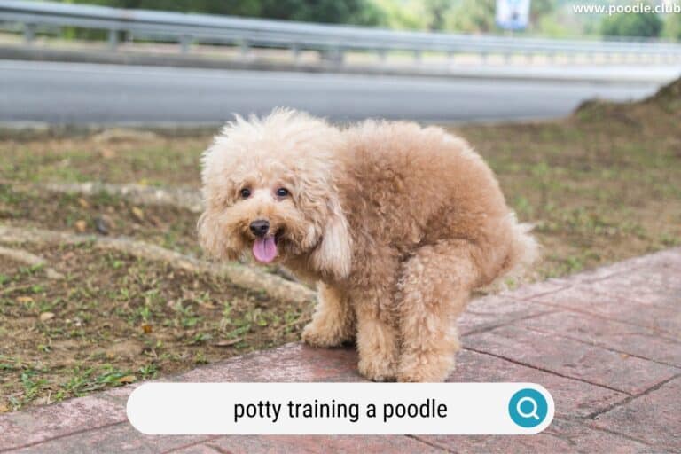 How to Potty Train a Poodle (Easy Steps)