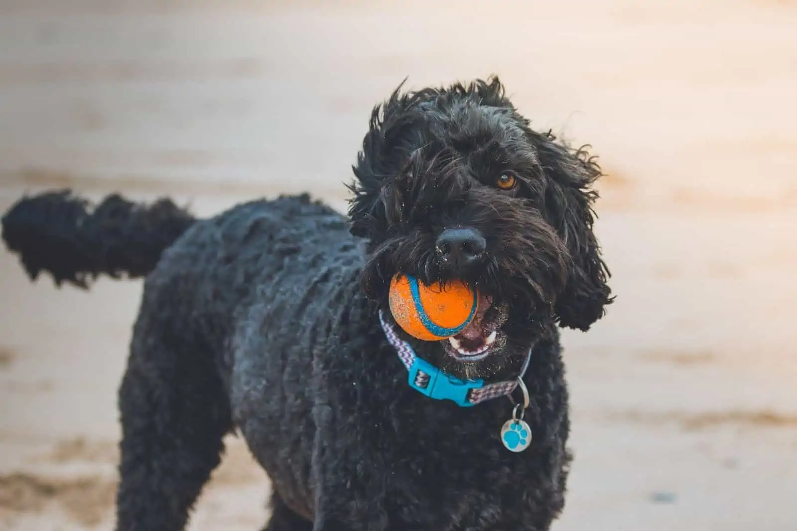 a black labradoodle with a ball unsplash