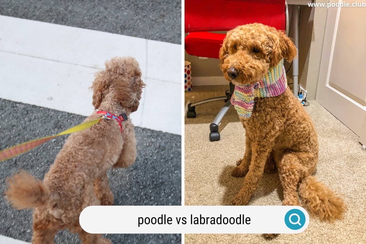 comparing the coat of a labradoodle vs poodle