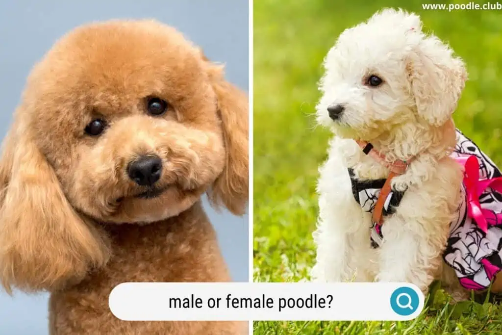 male or female Poodle