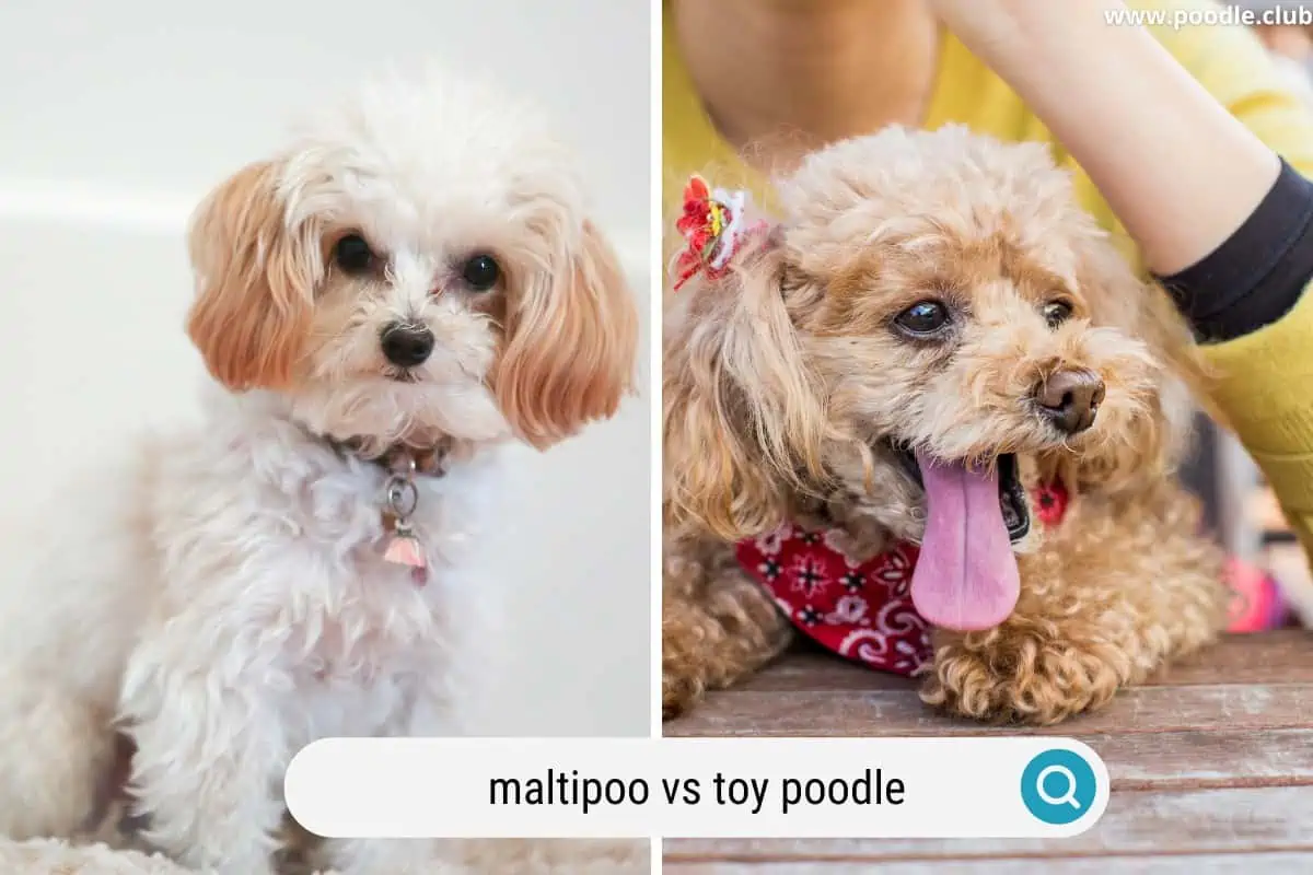 maltipoo next to a toy poodle