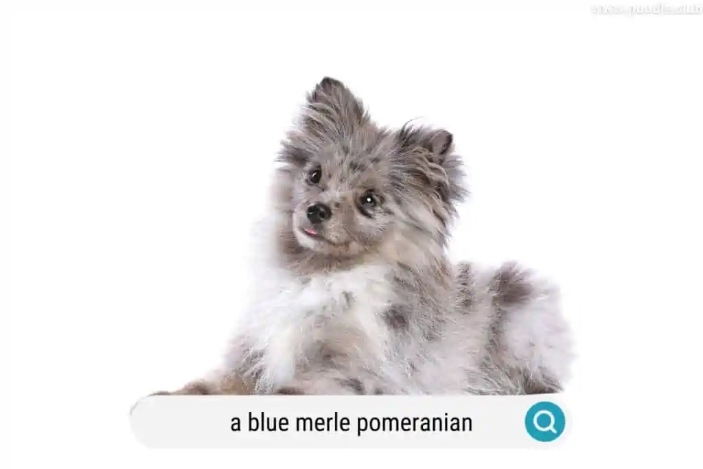 merle pomeranian dog