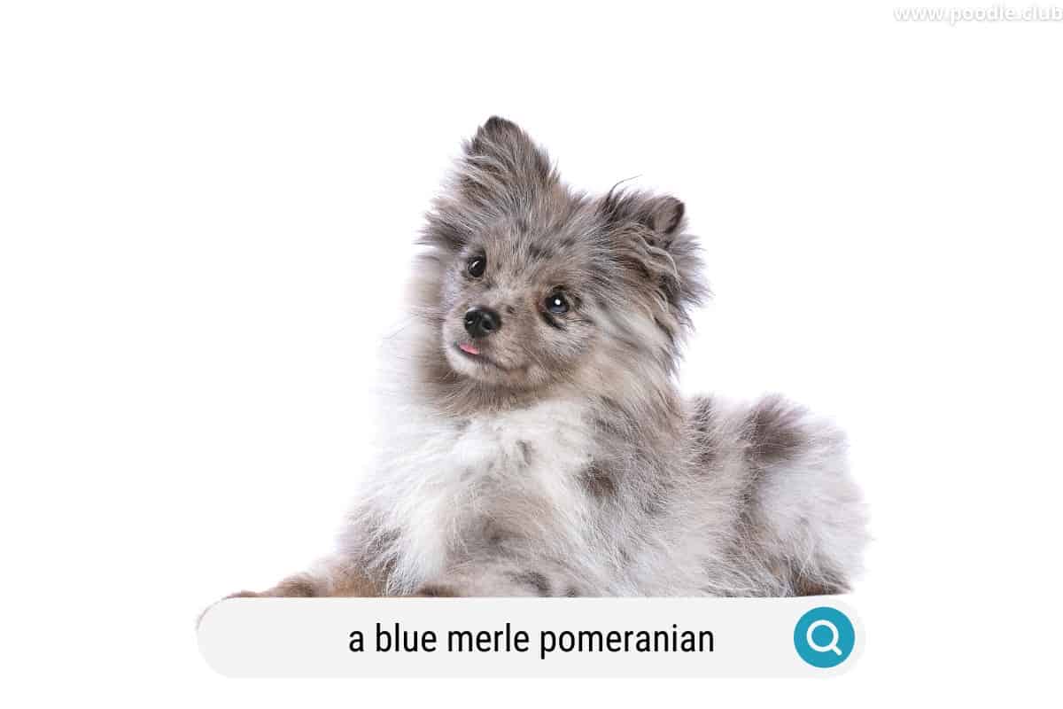 a blue merle pomeranian dog