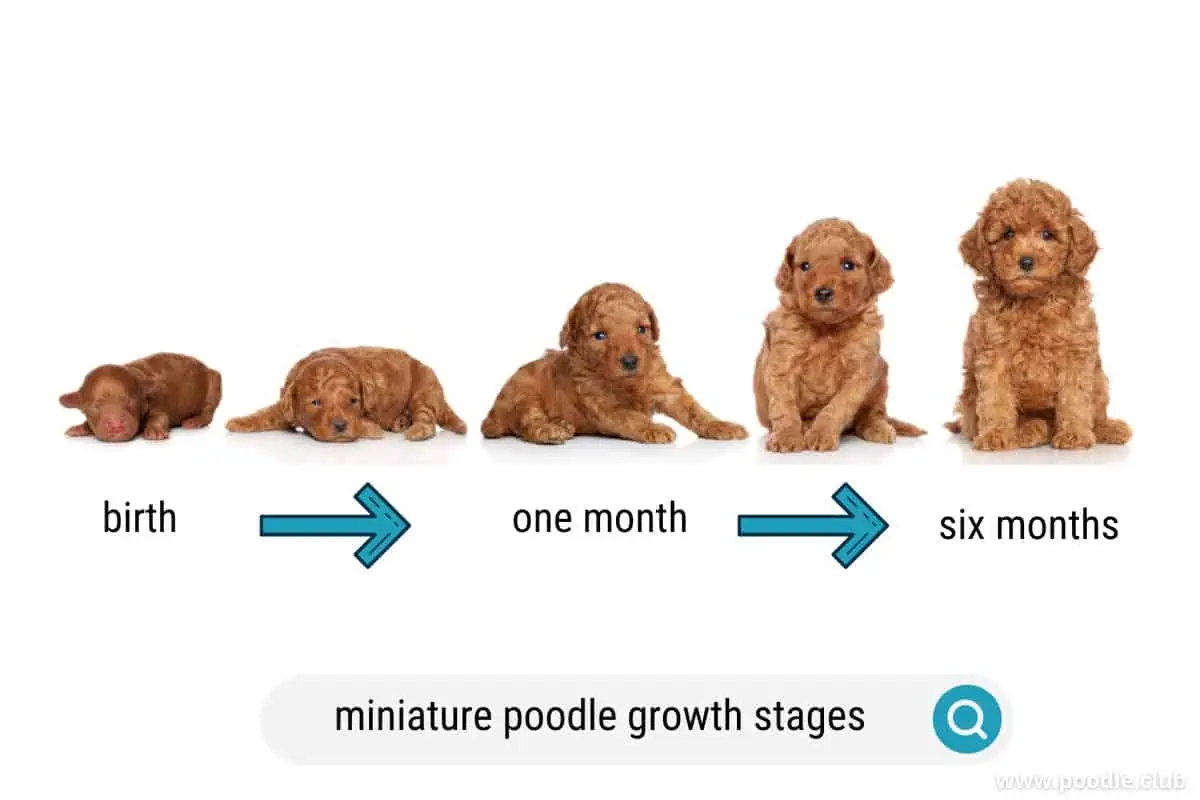 mini poodle growth chart