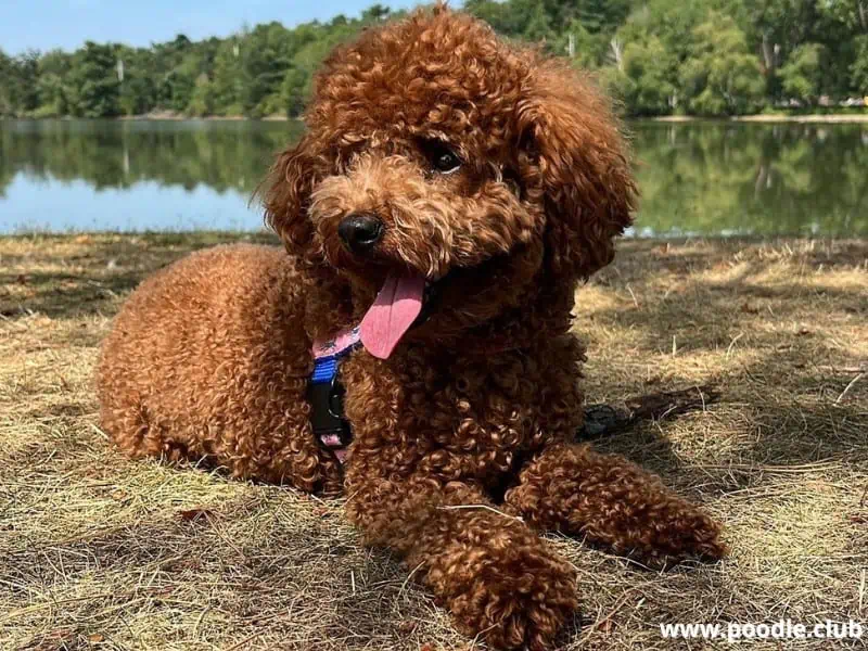 Mini Poodle stays outdoor