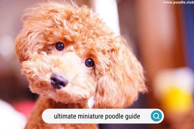 Ultimate Miniature Poodle Guide (with Photos)