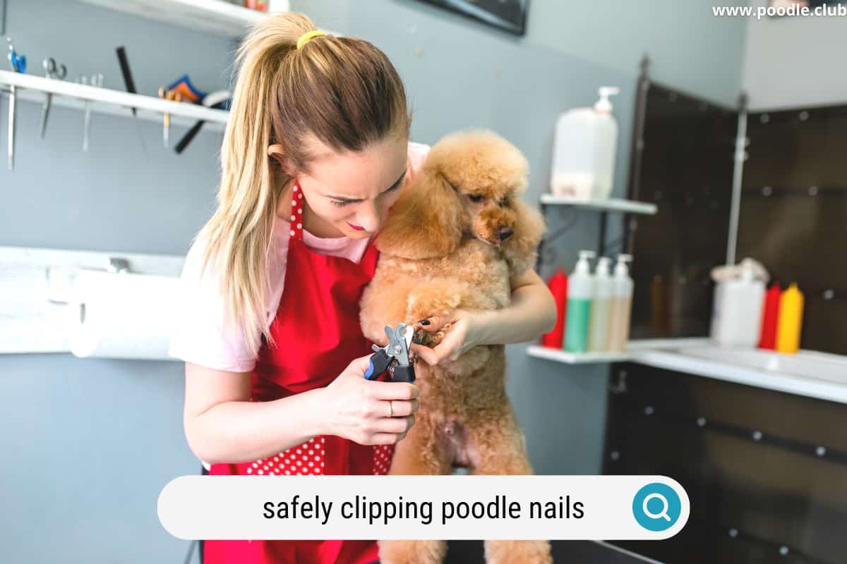 nail clipping a poodle