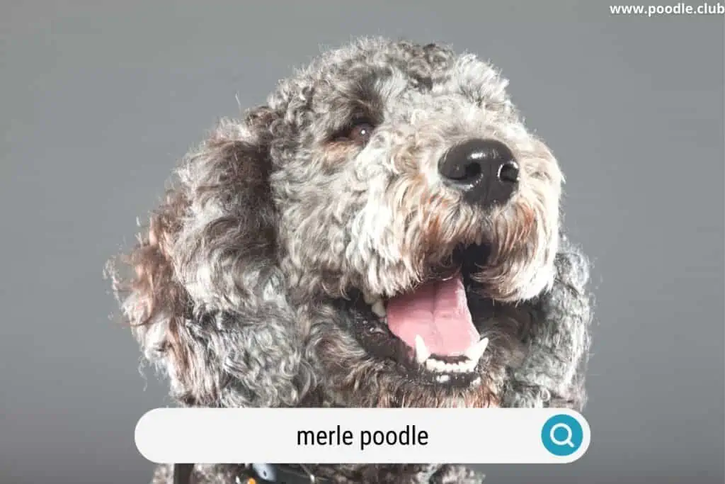 older merle poodle dog