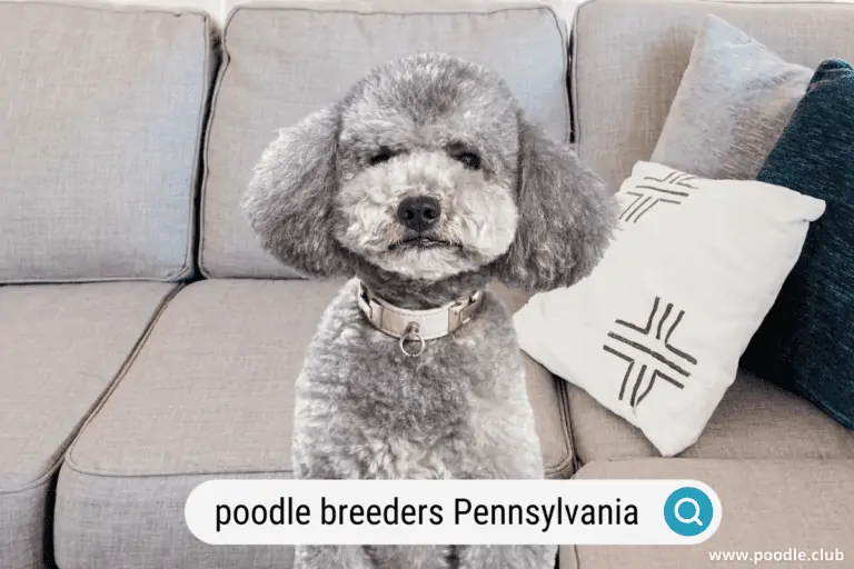 5 Best Poodle Breeders in Pennsylvania (2023)