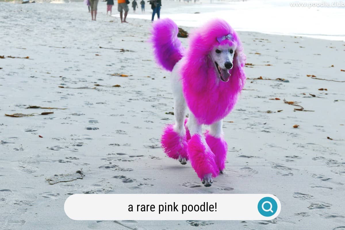 a poodle with its coat dyed pink