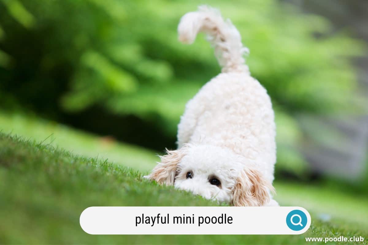A playful miniature Poodle on the grass outside