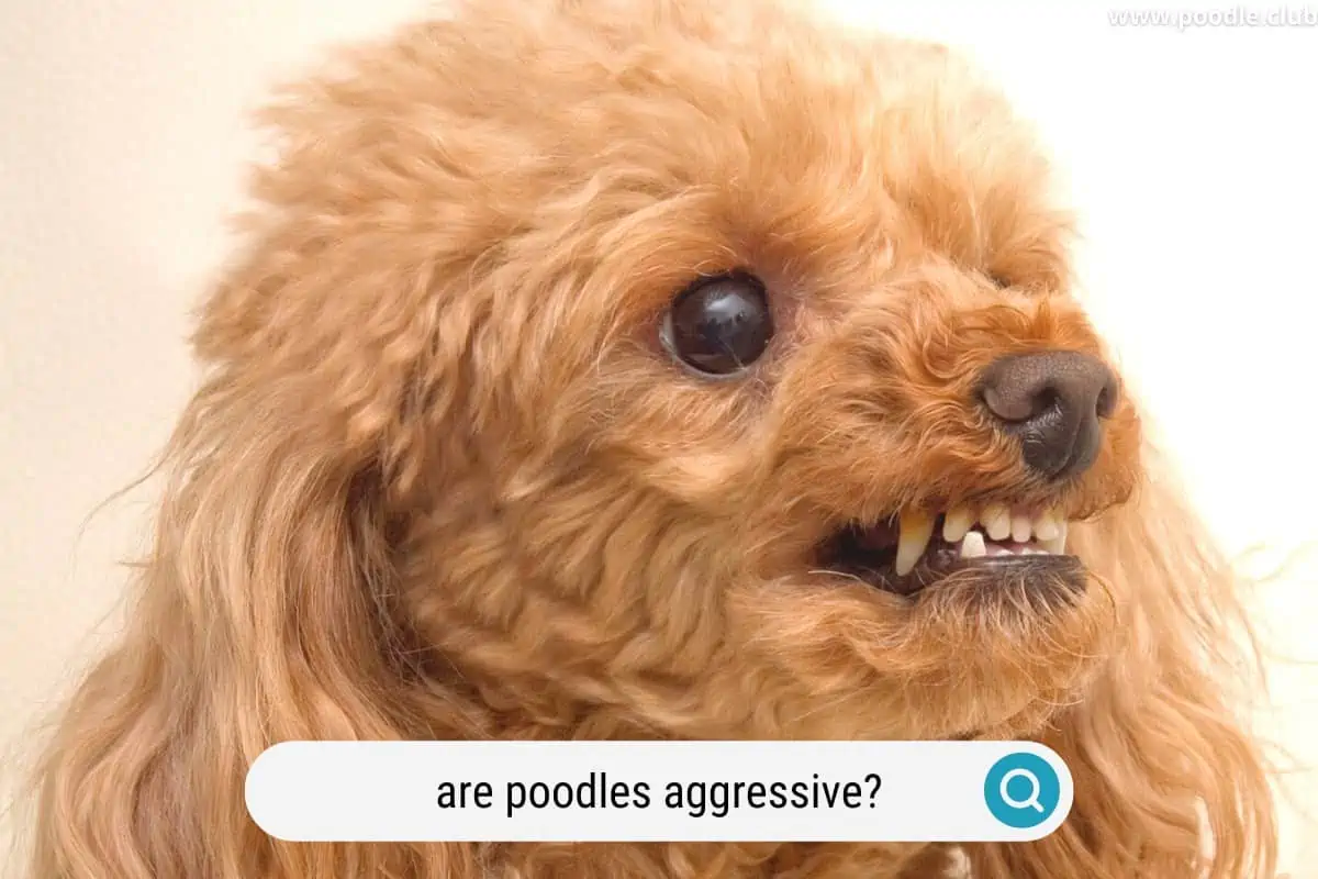 a poodle baring its teeth aggressively