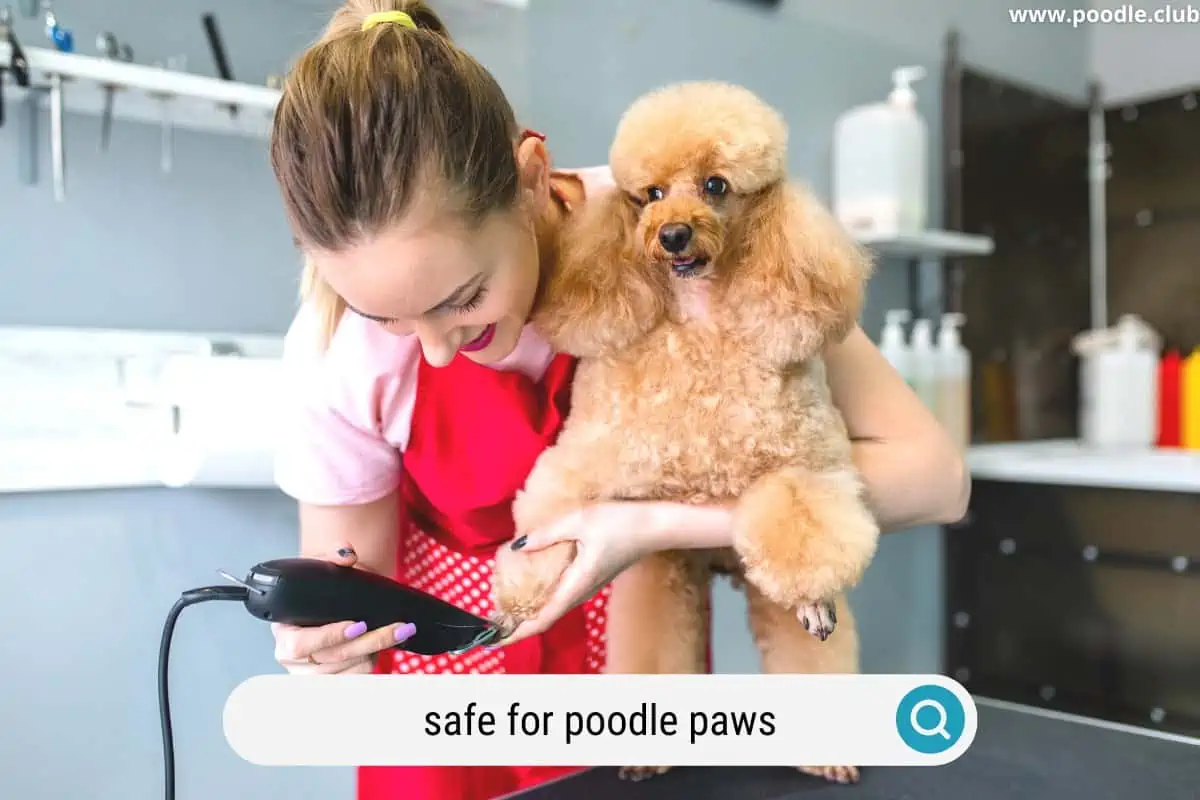 a mini poodle being clipped