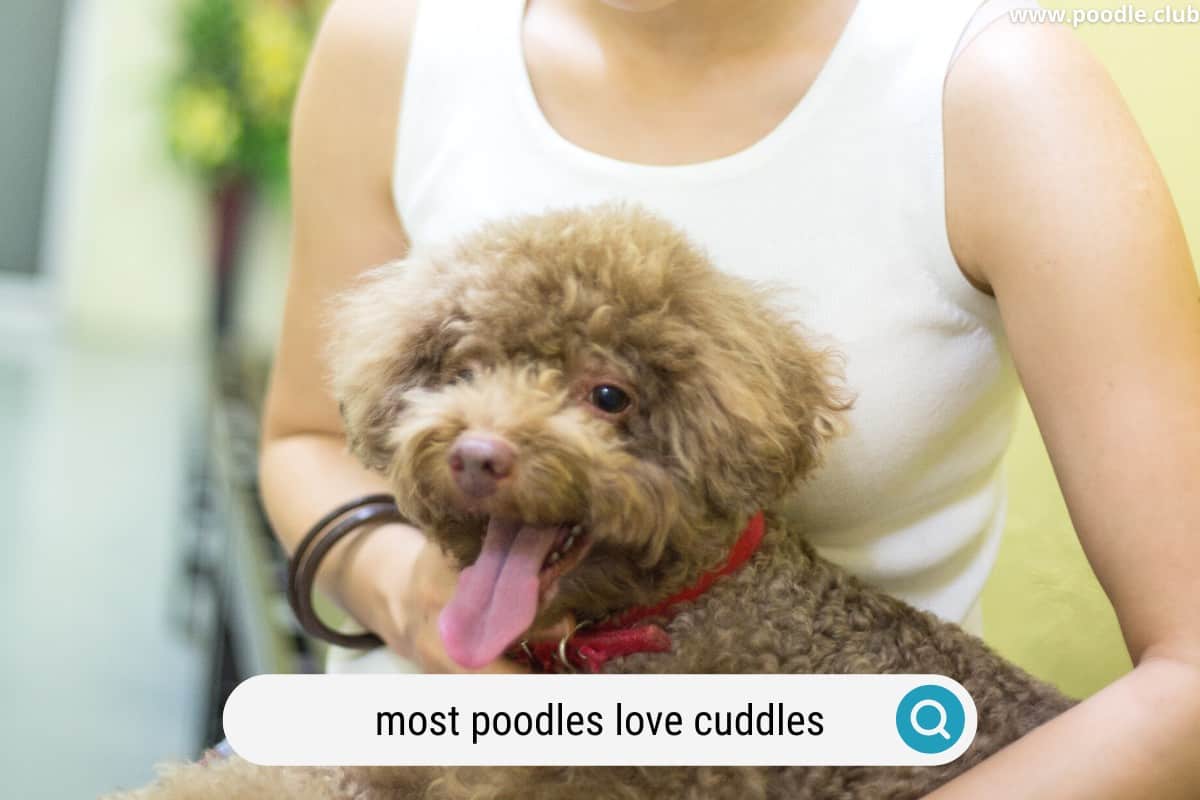 a happy poodle being cuddled