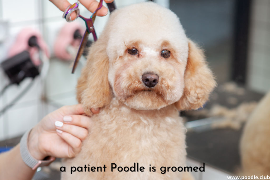 poodle being groomed