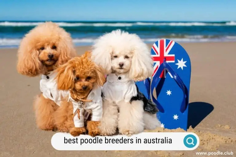5 Best Poodle Breeders Australia (2024)