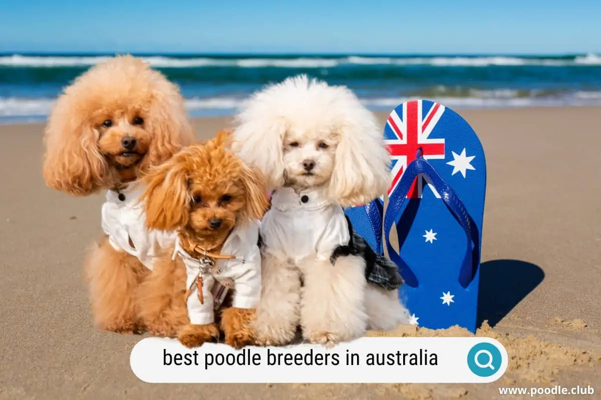 best poodle breeders in australia