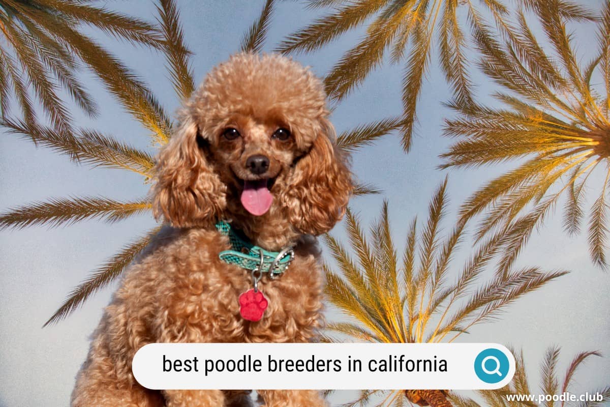 best poodle breeders in california