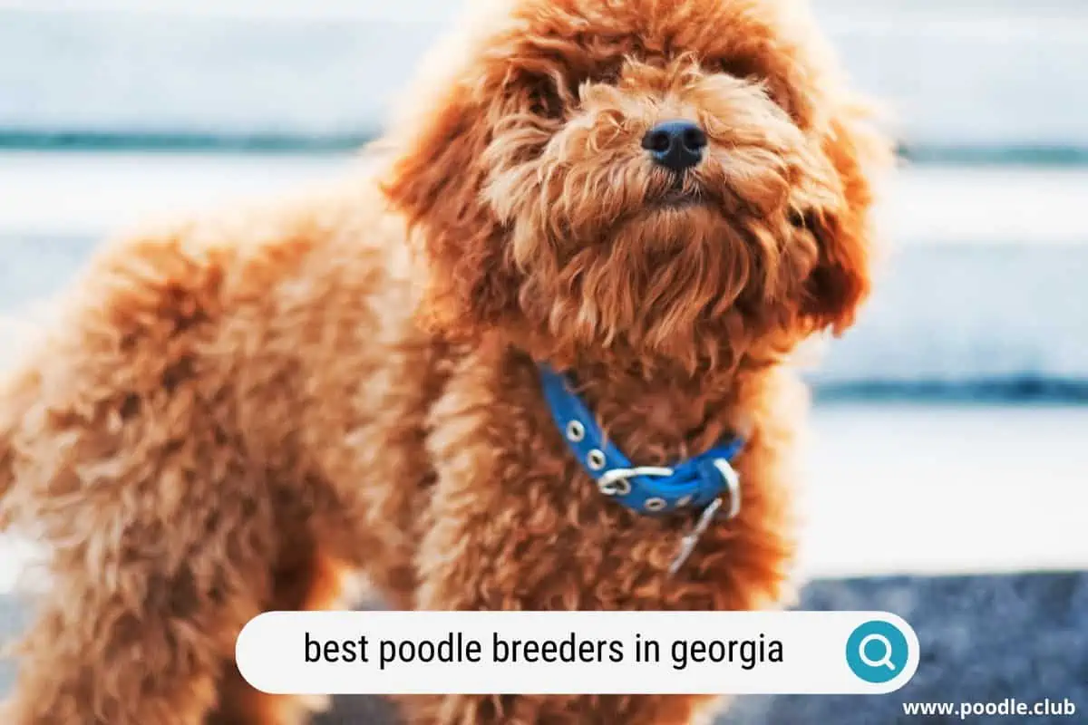 best poodle breeders in georgia