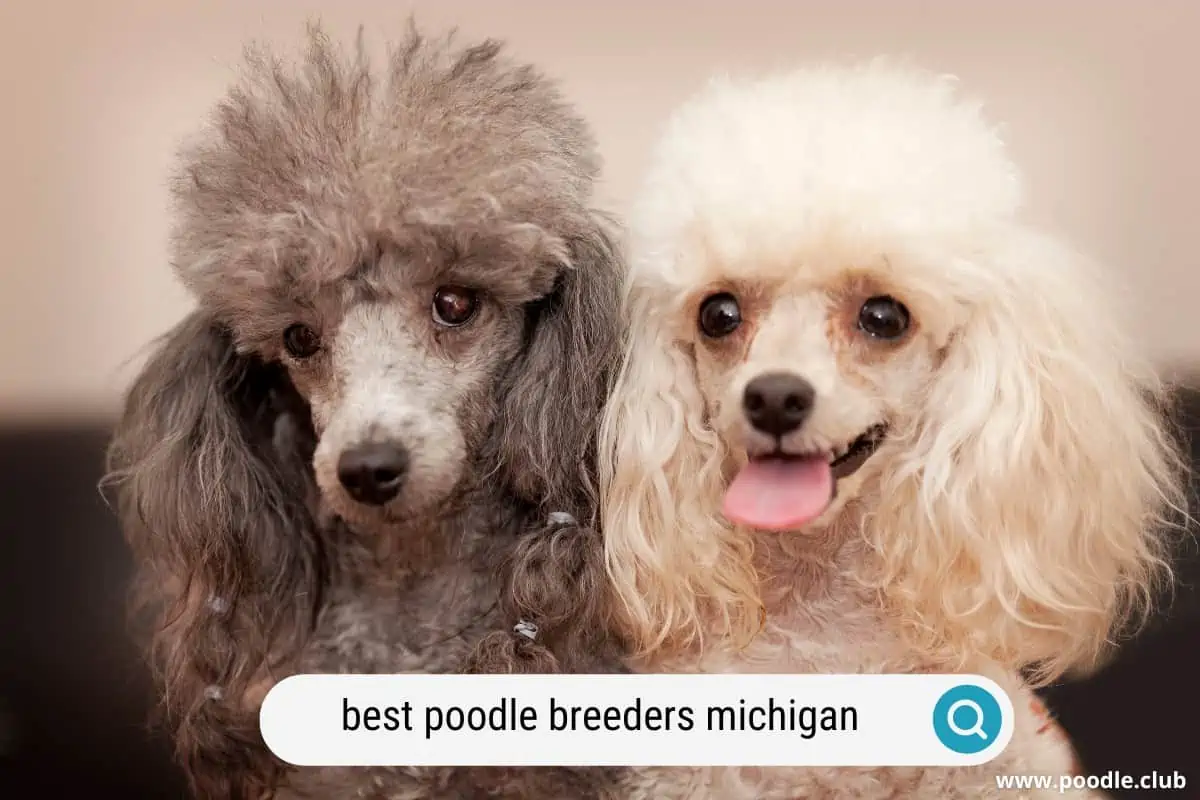 poodle breeders in michigan