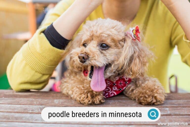 Best Poodle Breeders in Minnesota (2023 Update)