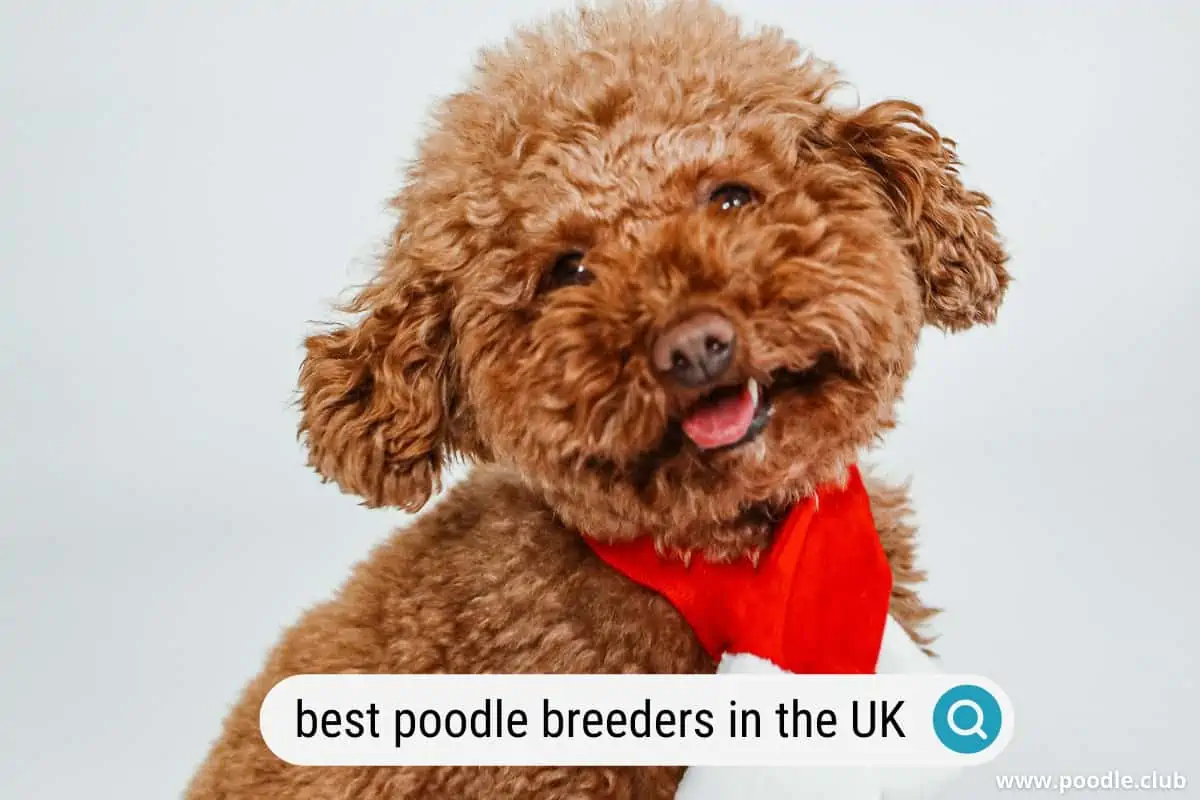 best poodle breeders in the uk