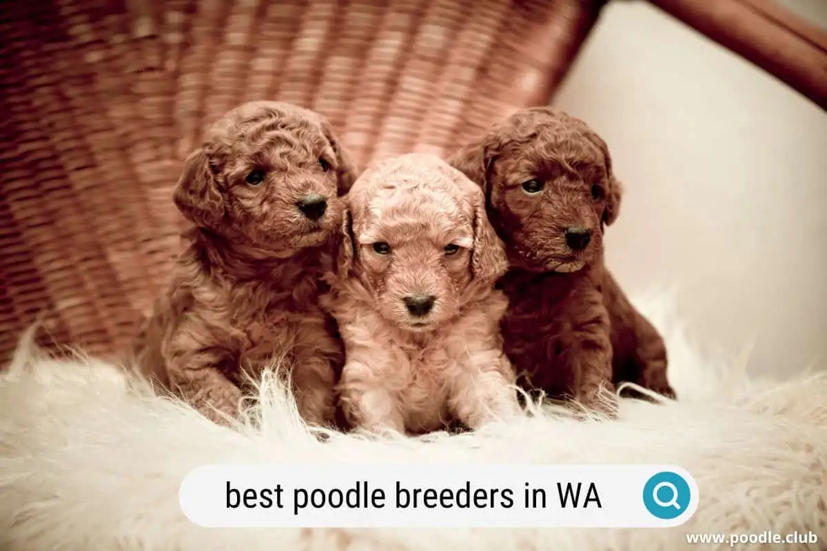 Poodle breeders in washington state