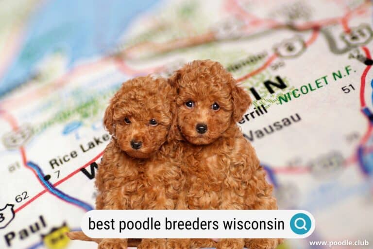 5 Best Poodle Breeders in Wisconsin (2023 Update)