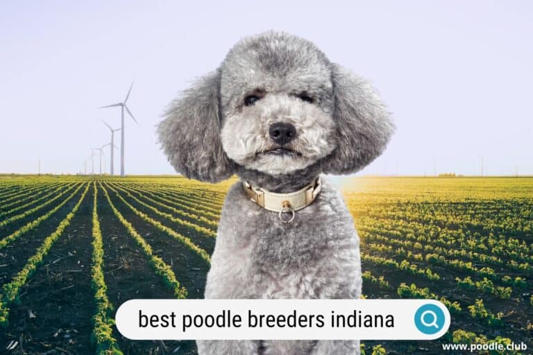 5 Best Poodle Breeders in Indiana (2023)