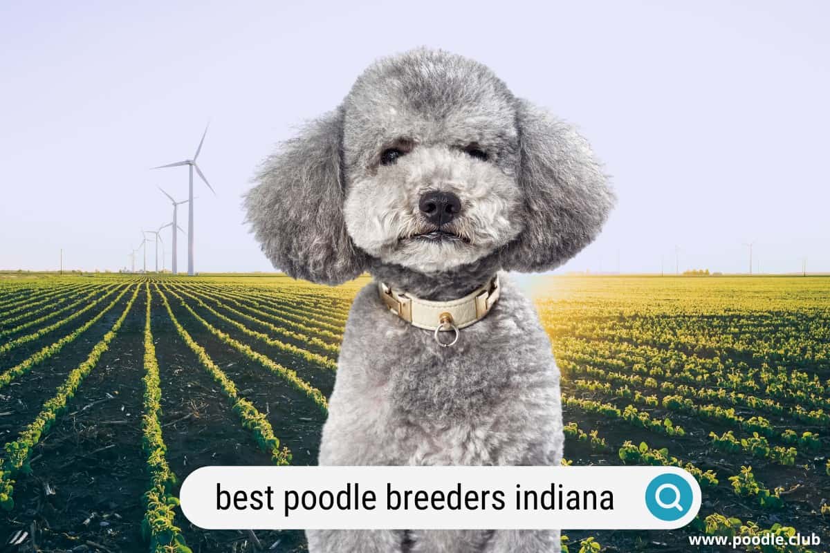 Poodle breeders in indiana usa