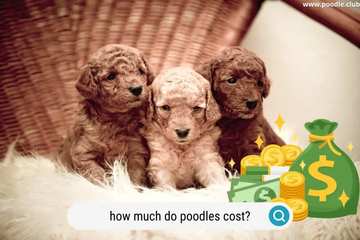 what are the costs of a poodle per year
