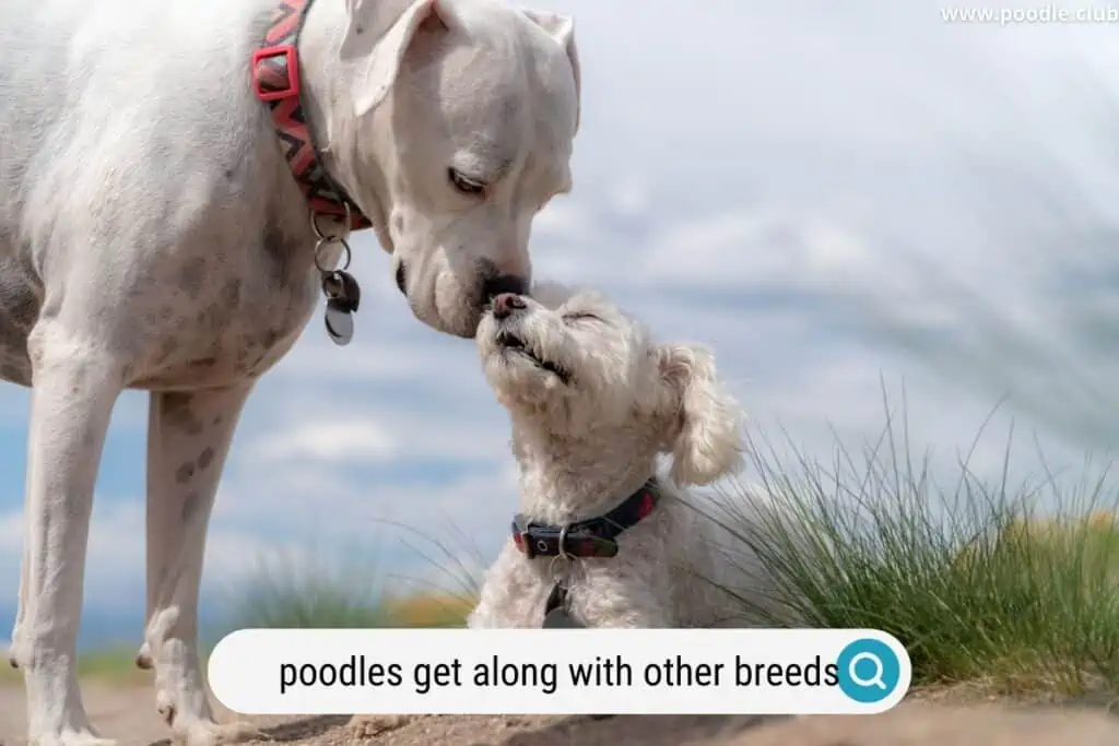 poodle friends with bull terrier