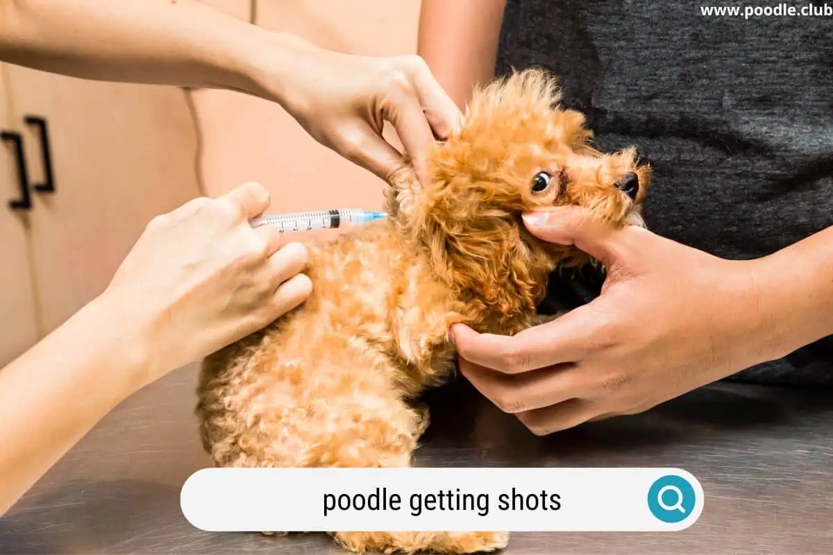 a poodle puppy getting its puppy shots