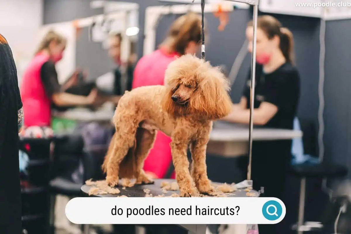 a poodle getting a haircut