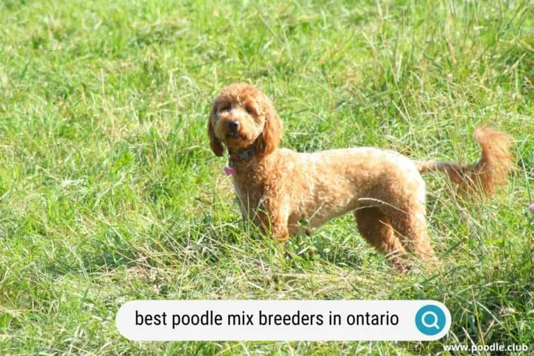 8 Best Poodle Mix Breeders in Ontario (2024)