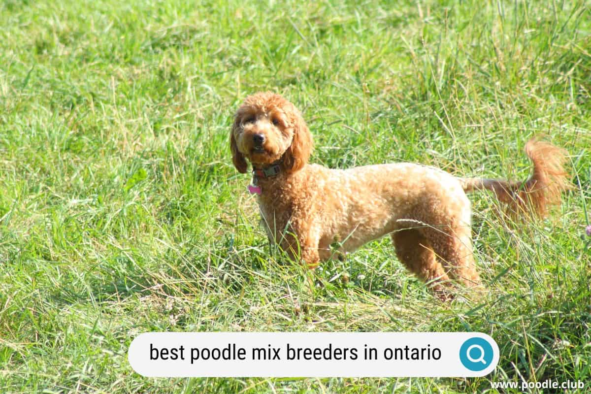 8 Best Poodle Mix Breeders In Ontario 2024 Poodle Club   Poodle Mix Breeders In Ontario 