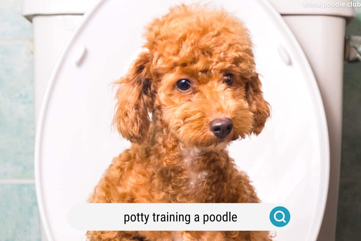 a red poodle on toilet