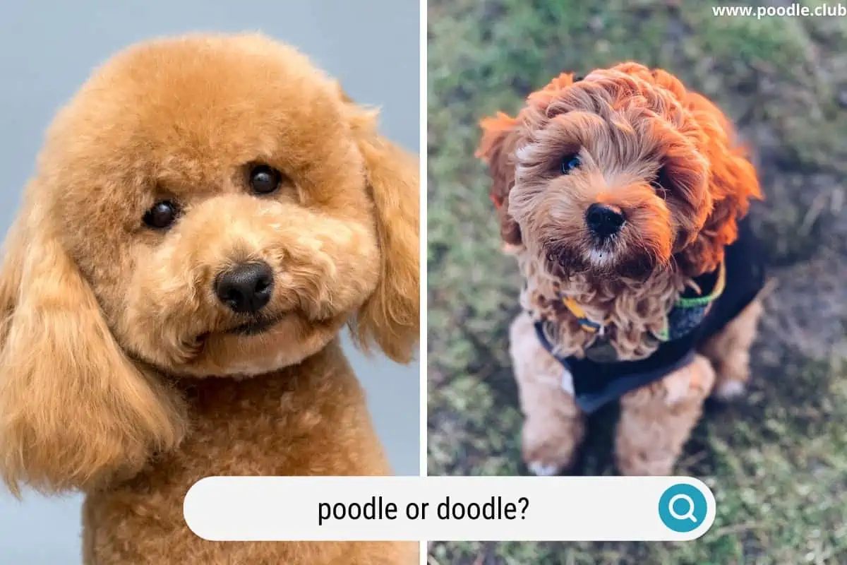 a poodle side by side with a doodle dog