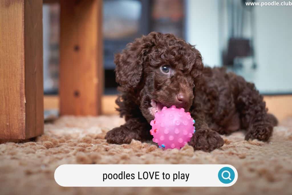 poodle playing with toy