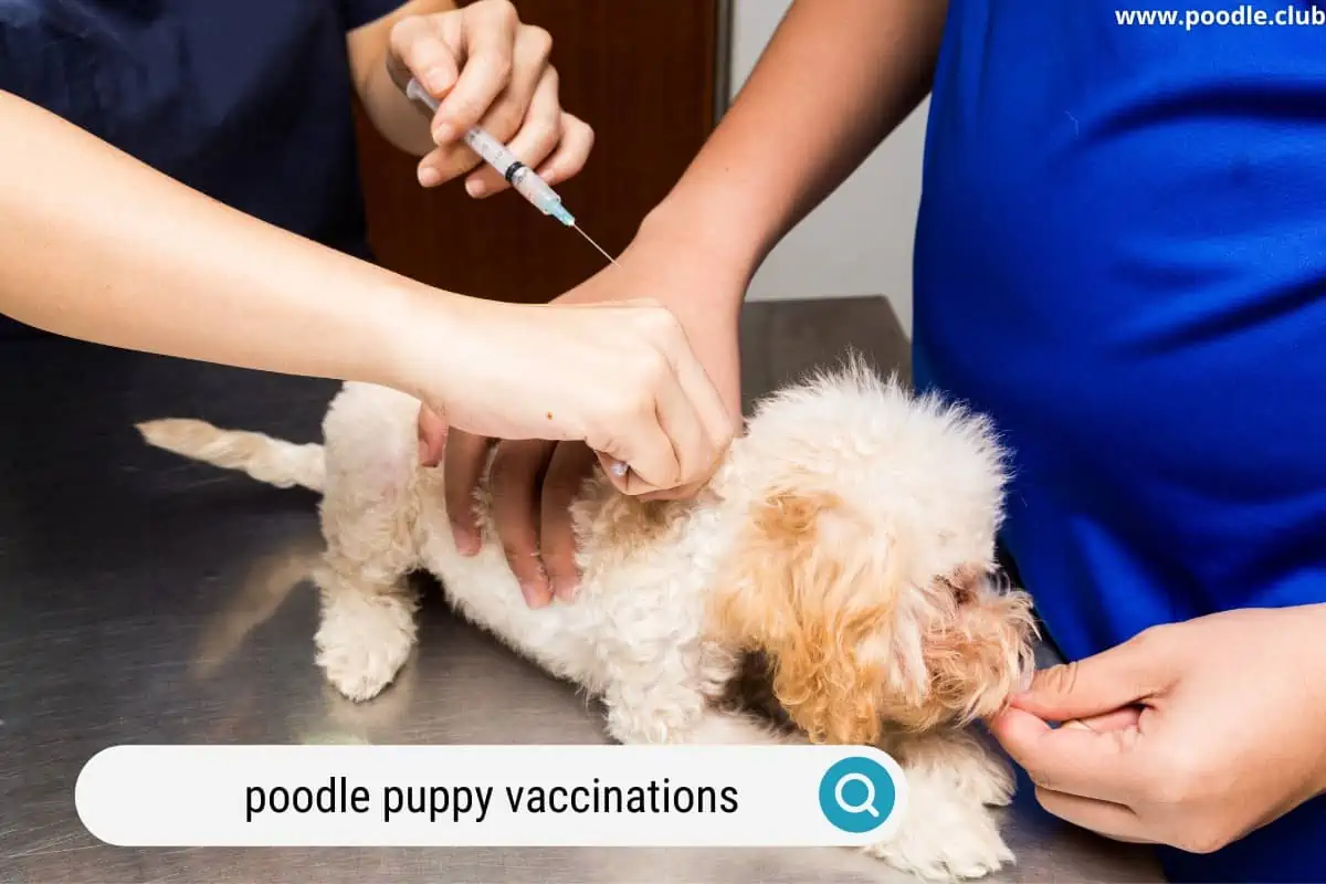 a poodle puppy getting its vaccinations