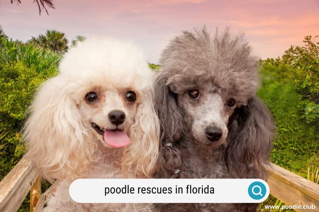 poodle rescues in florida