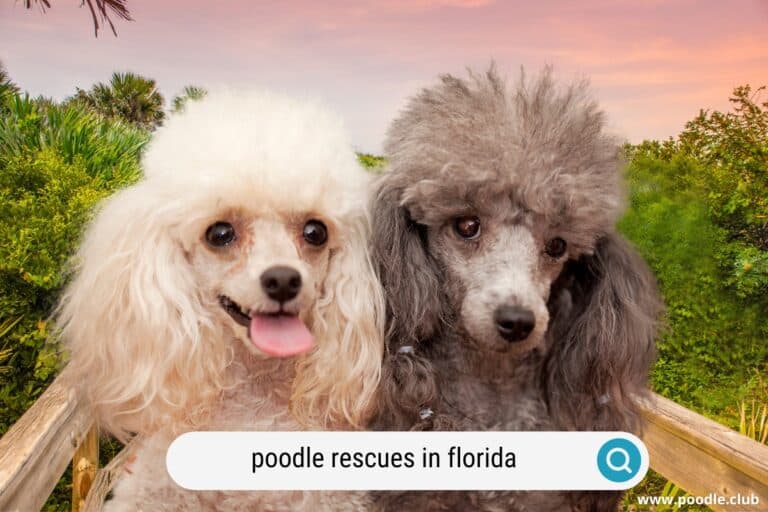 5 Best Poodle Rescues in Florida (2023)