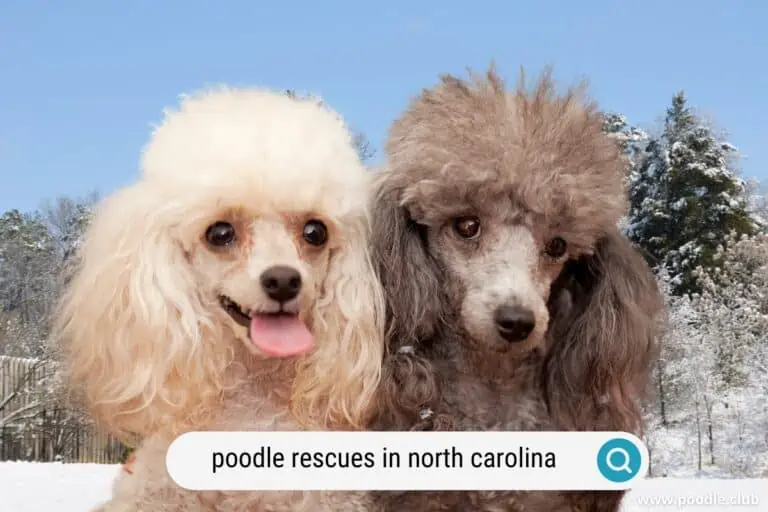 5 Best Poodle Rescues in North Carolina (2024)