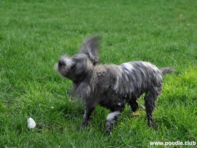 Poodle shake it off