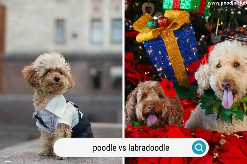 Poodle versus Labradoodle