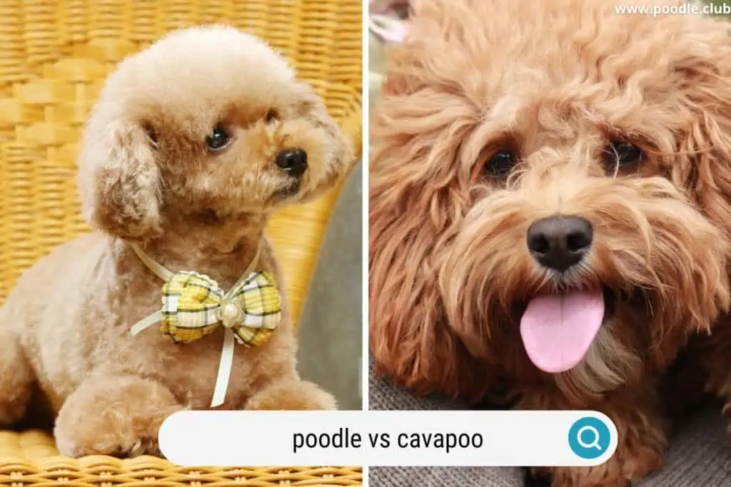 poodle vs cavapoo smiling