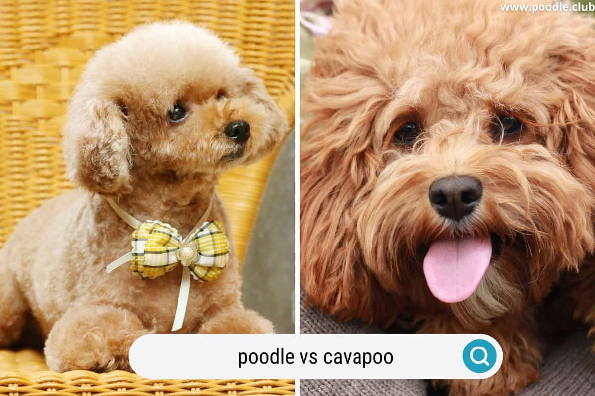 two very tiny cavapoo and poodle dogs side by site