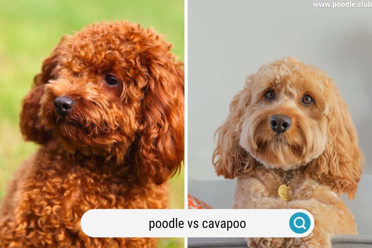 poodle vs cavapoo appearance