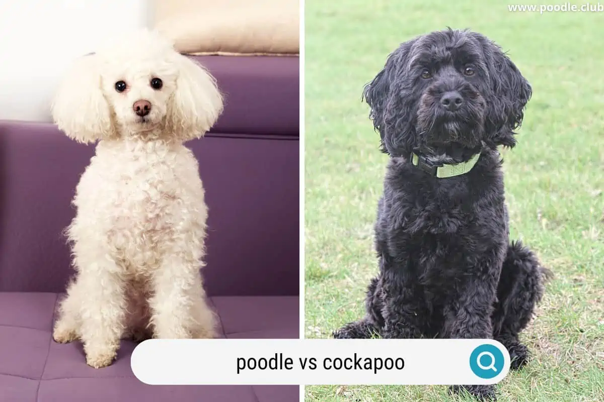 a poodle and a cockapoo sit politely side by side