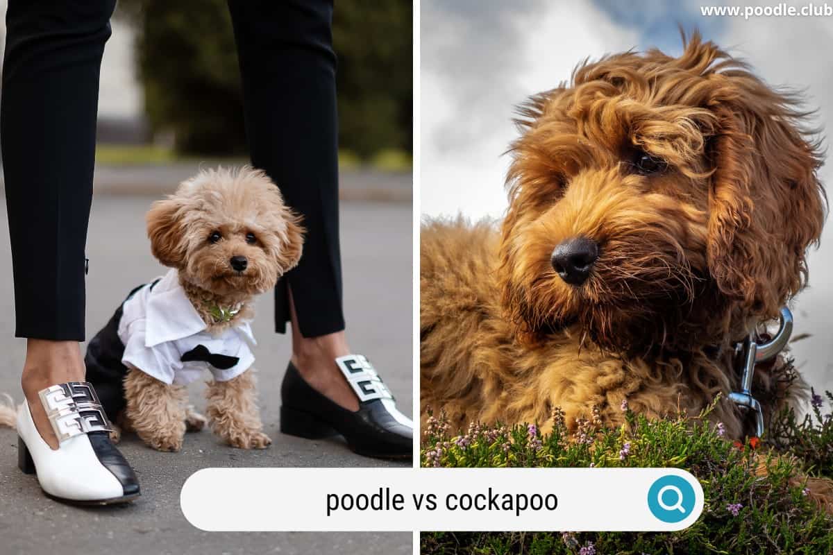 comparing poodle vs cockapoo dogs 